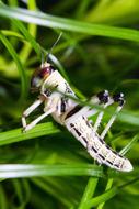 subadult Desert Locust in green grass