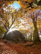 Forest Autumn Rock