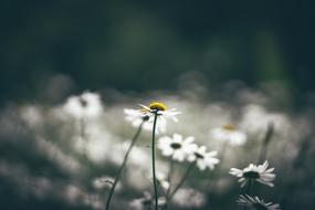 Bloom Blossom Field