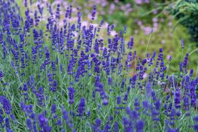 Bloom Blossom Field