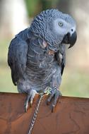 Parrot Grey