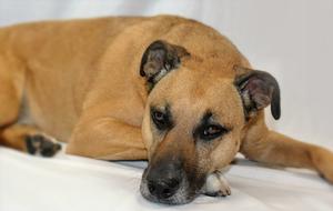 brown dog with kind eyes sleeping on the floor