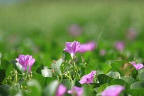 Flowers Flower Blossoming