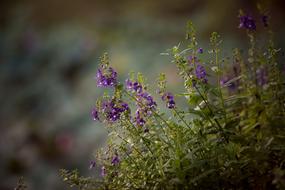 Flowers Flower Blossoming