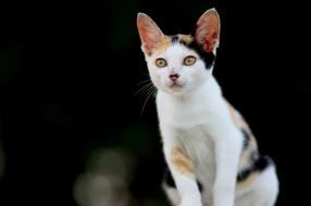 Cat white black close-up on blurred background