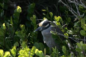 Yellow Crowned Heron hides among greenery