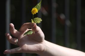Hand with Flower