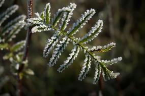 Frost iced plant