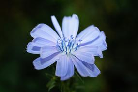 Bloom Blossom Flora