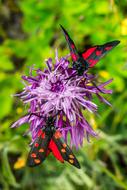 perfect Butterflies Moth