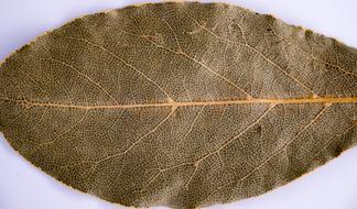 Old Leaf Dry