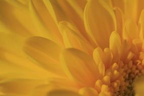 Plant Yellow petals