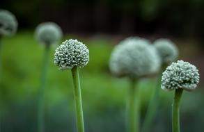 Flowers Green Onion seeds