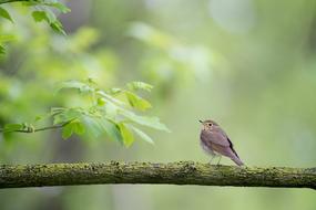 a sparrow sits on a straight branch