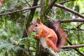 fabulous Squirrel Rodent