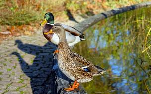Duck Water Birds
