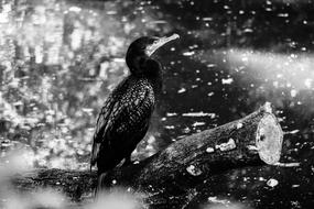 Bird Monotonous Black and white