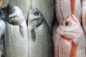 Portugal Lisbon Fish