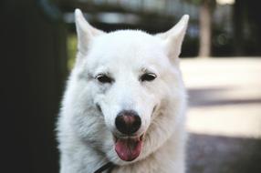 portrait of a white dog on a blurred background