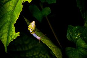 Gastropod Leaves