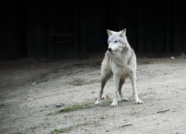 white wolf carefully observes standing in a cage at the zoo