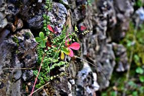 Life Stone Nature