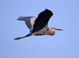 perfect Great Blue Heron