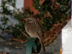 perfect Sparrow Winter Boot