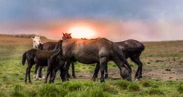 domestic horses, Countryside