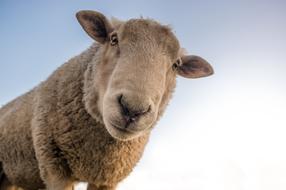 Sheep Curious