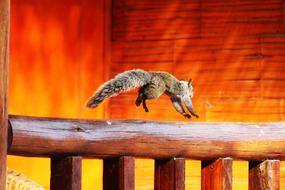 Squirrel jumps on wooden railing