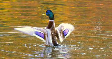 Birds Nature Autumn