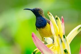 Colorful and beautiful hummingbird on the colorful flowers