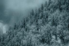 fir tree forest on alpine