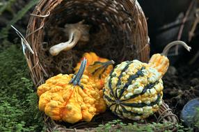 dried healthy vegetables