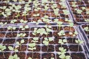Agriculture Blur Cultivation