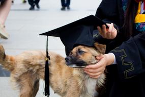 Dog Graduation Photo