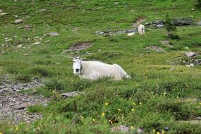 Mountain Goat green grass