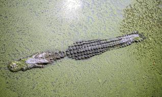 sea Animals crocodile
