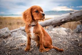 young spaniel dog sits outdoor