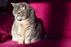 Cat Sunlight