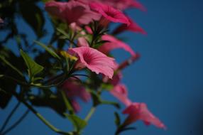 Pink Summer Flowers macro view