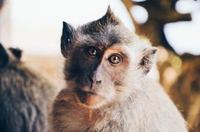 portrait of serious monkey Close-Up