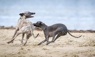 Animals Canine Dogs paly