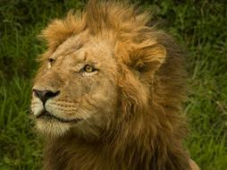 Big Carnivore lion