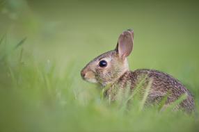 grey hare in green grass