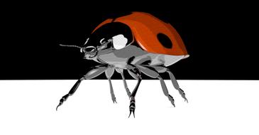 ladybug contour lines drawing//