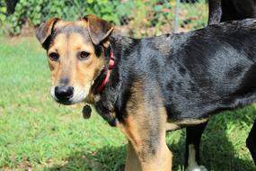German shepherd puppy with a collar on the lawn