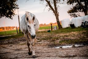 white horse is galloping in the pasture