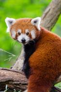 photo of fluffy cute red panda